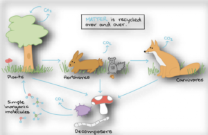 A-Micro-Ecosystem-in-Nature-1024x665